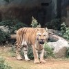 張cc