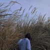 秦艽