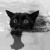 Miss Kitty Zheng