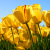 springflower
