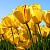 springflower