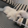 歹丸歐告