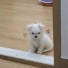 她是間諜小狗