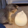 酸酸甜甜