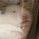 陳ㄙ