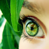 ＧＲＥＥＮ