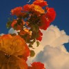 blue_carine