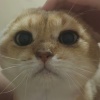 一個人流眼淚