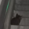 青城乐队