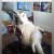 summer_bird7