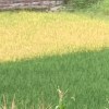 biubiuyoko
