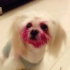Pinknipple