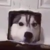 叢林