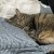 Neko_zzz