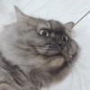 七七