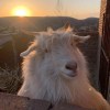 Lamb