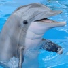 海豚
