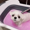 teresa_cheung