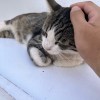 Zou