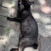 Chihuahua killer