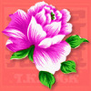 花儿乐队