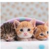 我爱猫猫