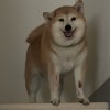 柒柒