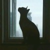 猫某人