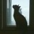 猫某人