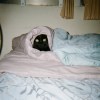 achihisadog