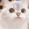 軟熊