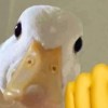 ( ᐛ )σ