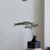 tiny_firefly_pba