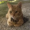 大大猫