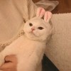 暈船庭庭