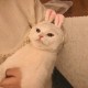 暈船庭庭