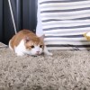 PJJJJ個音色