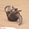 林暐翔