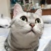 一顆番茄