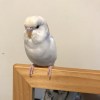 黃士齊