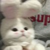 ㄚ采