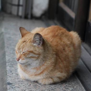 犯人又不是人類