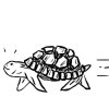 turtle_turtle_up_2021