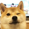 好大一个菜包子