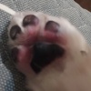 Q嚼