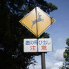 廖文琪
