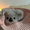 🐨ྀི