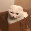 娜娜