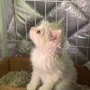 vdoo_vc