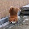 邱